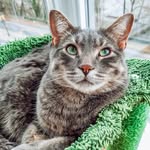 Theo & Chickie | Canadian Cat Content Creators🐱