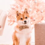 Kyo | Pomeranian x Shiba Inu ♂