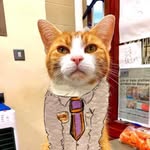George, The Station Cat