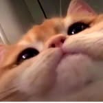 Pawsome Journal