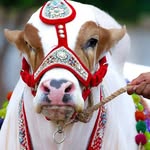 Sohrab Goth Gai Mandi
