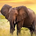 elephant_igna