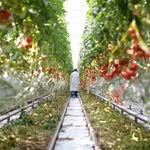 De Ruiter Seeds