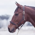 Ystäväni hevonen