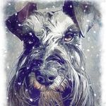 🦴LOUIE🦴 - Miniature Schnauzer in Madeira