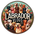 Labrador Vlogs