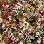bluehousefarmflowers