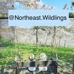 The Wildlings of the North East