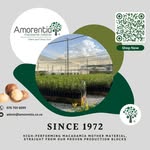 Amorentia Estate & Nursery
