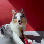 Willow the Sheltie