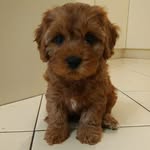 Molly Bear