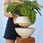 CheFigo | Home & Decor | Piante