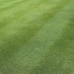 True Australian Lawn Addict