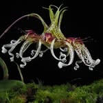 Woon Leng Nursery Pte Ltd