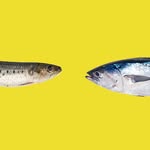 Sardine&tuna