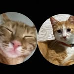 Fip Warriors Smol and Pati