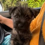 Thiru the Terrier