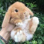 Rabbit lover