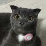 Meow
