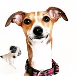 Candy🍭 & Mooca🐄 the Italian Greyhounds🐾