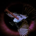 Black Blood Productions