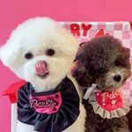 Snowy🐷& Pearl🐻 🇭🇰 🇨🇦