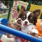 Kai 可爱 (Heart Stealer) Diary