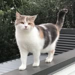 Lottie Cat