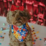 Juneau the Mini Labradoodle