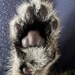 Luna_kitty_forever