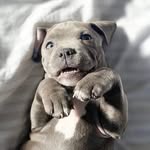 staffy_club_gram