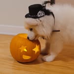 Laika the Samoyed
