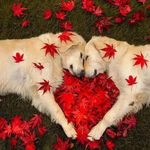 Dogs Lovely
