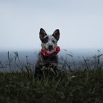 A⨳C⨳H⨳I - Australian Cattle Dog
