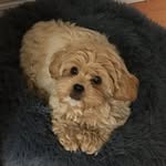 Poppy
