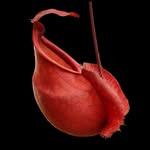 Nepenthes Odyssey