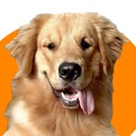 Chico Cripto