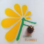 花店昆蟲insect大自然wildlife開張花牌開張花籃