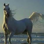 سبحان الله وبحمده  .. 🇸🇦