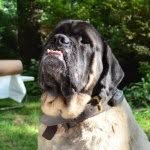 The Winston
