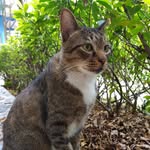 🇸🇬 Cats of Singapore 🇸🇬