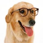 Cães Online