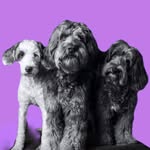 𝔸𝕩𝕖𝕝 🧸 ℤ𝕖𝕡𝕡𝕖𝕝𝕚𝕟 🐻 & 𝔸𝕤𝕡𝕖𝕟 ℝ𝕠𝕠 🐻‍❄️🦘🎸🎶 𝐓𝐡𝐞 𝐃𝐲𝐧𝐚𝐦𝐢𝐜 𝐃𝐨𝐨𝐝𝐥𝐞𝐓𝐫𝐢𝐨