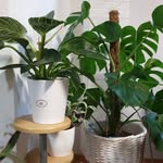mylittlegreenplace