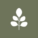 TREELOGY | Premium Organic Moringa