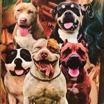 Gangue Dos Monsters Kennel
