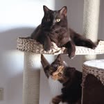 Soof_and_Floor_the_cats