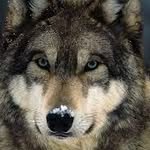 wolf_igdone