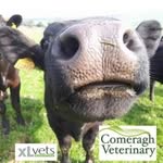 Comeragh Veterinary