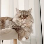 クロエ￤元旦生まれのサイベリアン